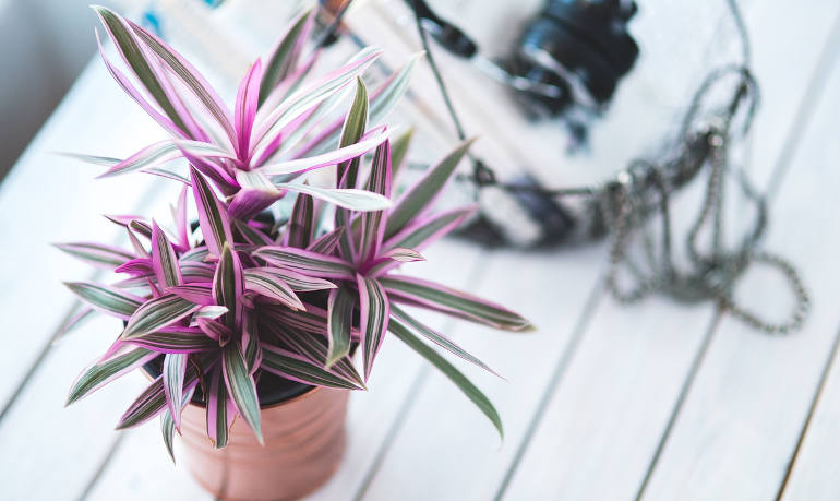 cleaning household plants