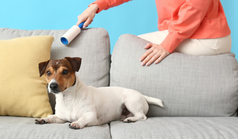 How to protect your sofa from dog