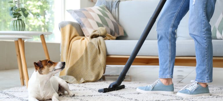 Cleaning dog hair from carpet