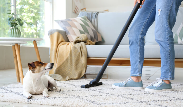 Cleaning dog hair from carpet